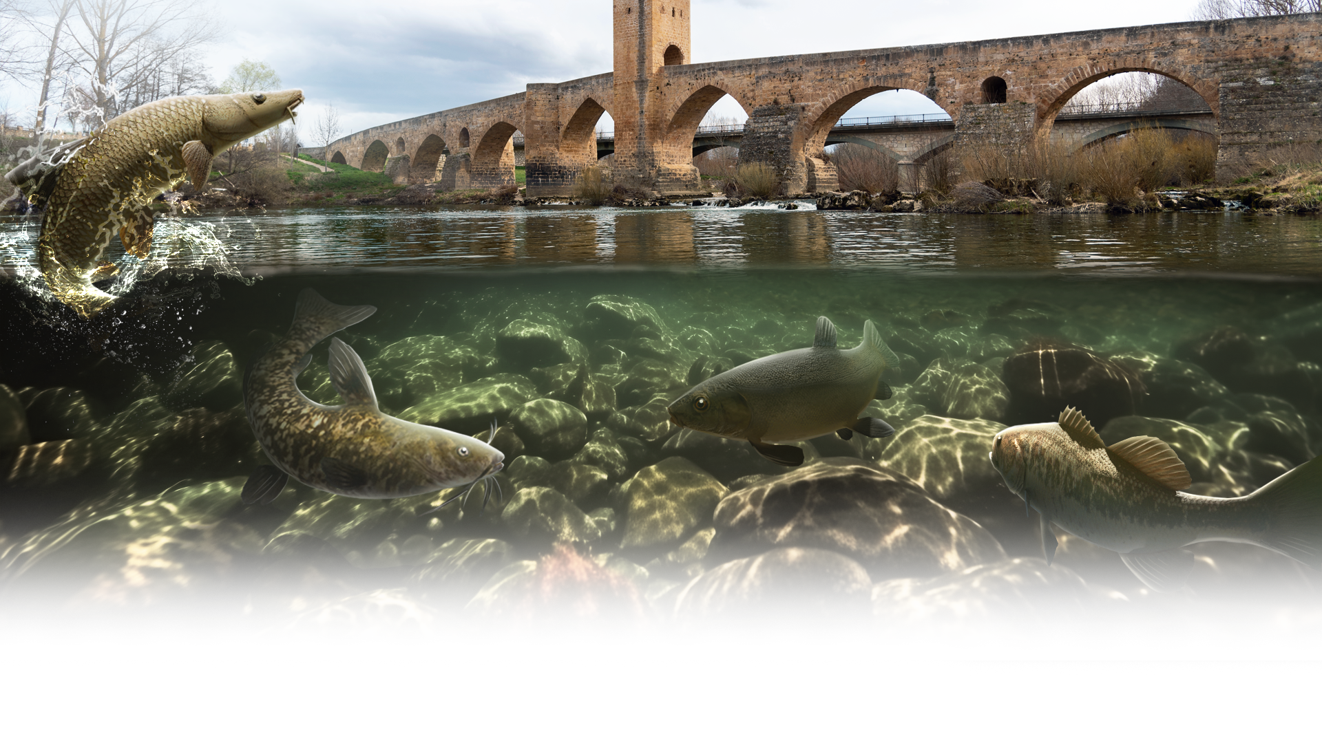 Explore the Ebro River in Fishing Clash!