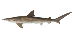 PACIFIC SHARPNOSE SHARK