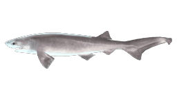 BLUNTNOSE SIXGILL SHARK