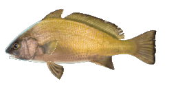 CANARY DRUM