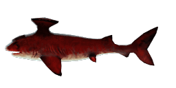 DARWIN SHARK