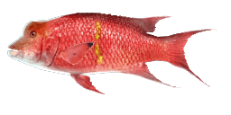 MEXICAN HOGFISH