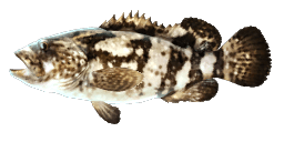SPOTTED GROUPER