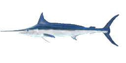 ROUNDSCALE SPEARFISH