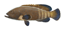 BLUESPOTTED GROUPER