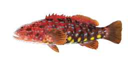 HARLEQUIN FISH