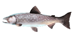 WHITESPOTTED CHAR