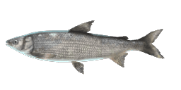 SHARP-SNOUTED WHITEFISH
