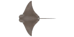COWNOSE RAY