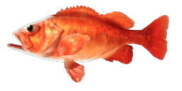 ROSE FISH