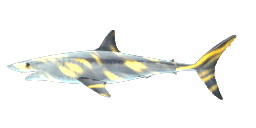 SPRINT SHARK