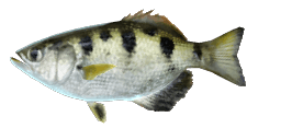 SPOTTED ARCHERFISH