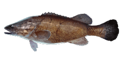 OLD MURRAY COD
