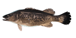 MARY RIVER COD