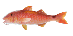 RED MULLET