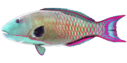 SPOTTED PARROTFISH