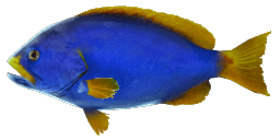 BLUE-AND-YELLOW GROUPER
