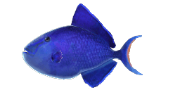 RED TOOTHED TRIGGERFISH