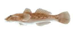 FRESHWATER GOBY