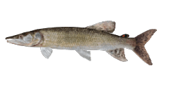 SOUTHERN AFRICAN PIKE