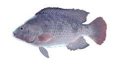 THREE-SPOTTED TILAPIA