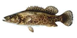 LEOPARD MANDARIN FISH