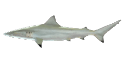 PACIFIC SMALLTAIL SHARK