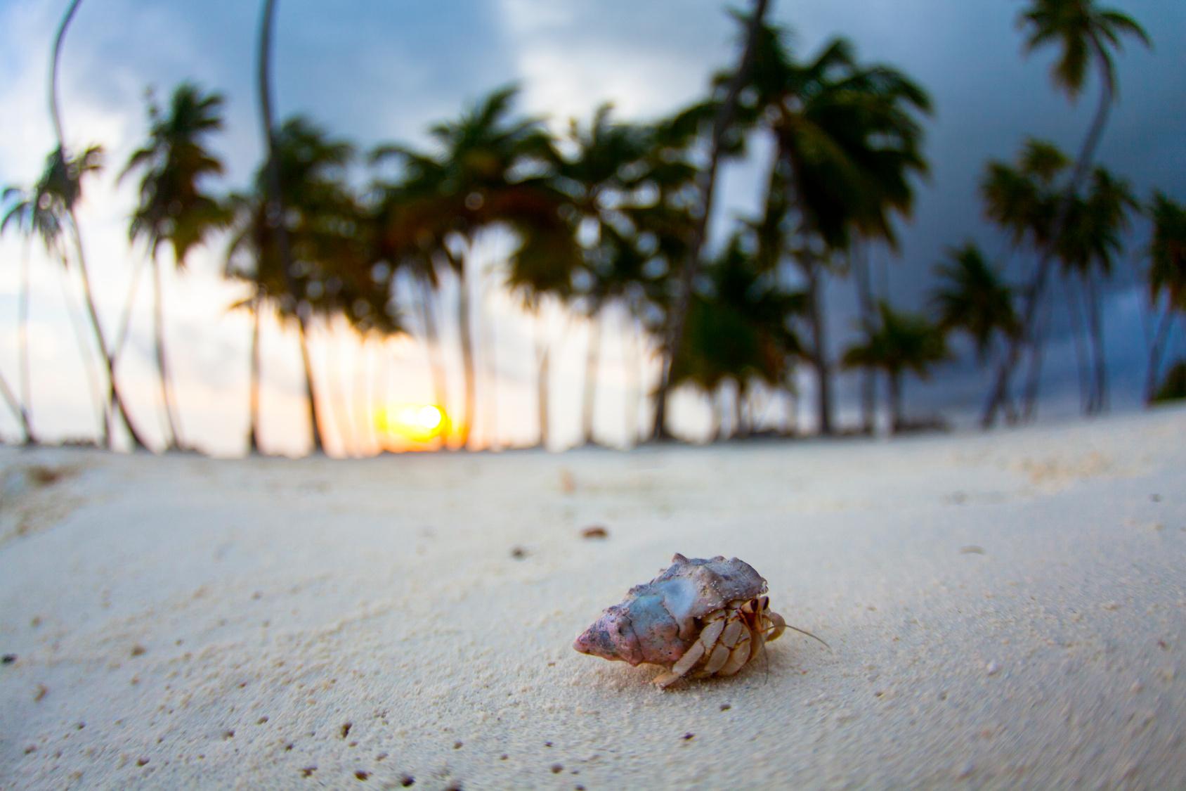 a hermit crab on the beach